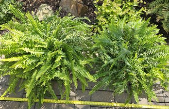 2 Large Lush Potted Fern Plants, Black Planters, Outdoor Patio Porch Garden Decor
