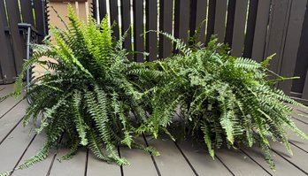 Pair Of Large Live Fern Plants, Lush Mature Potted Indoor Outdoor Greenery