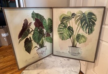 Set Of 2 Tropical Botanical Plant Framed Prints, Monstera Deliciosa & Arrowhead Plant Wall Art