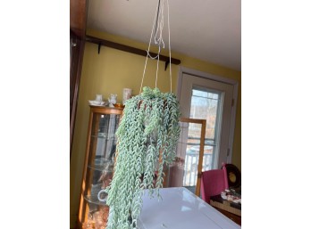 Mature Burro's Tail Hanging Succulent In 6” Pot (Kitchen)