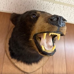 Vintage Black Bear Taxidermy Head Mount (BSMT)