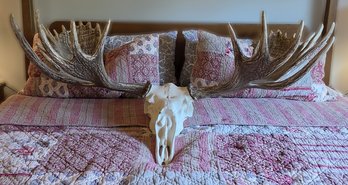 Large Faux Moose Head And Antlers Mount