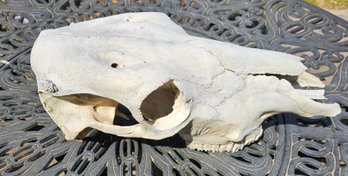 R2 Weathered Bovine Skull