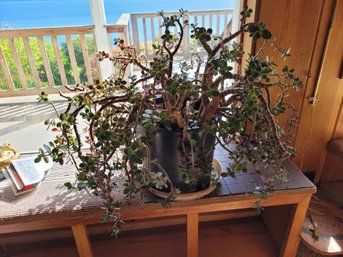 R3 Large Jade Plant