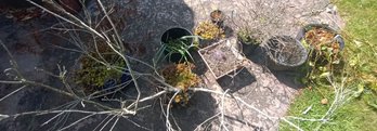 R00 Assorted Outdoor Potted Plants & Garden Cuttings  Mixed Lot Of Potted Plants, Succulents,