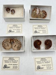 R1 Sliced Ammonite Cleoniceras