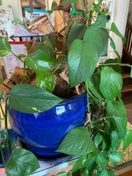 2 Plants In Ceramic Pots, Wooden Table