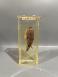 Beijing Jinghai Biological Specimen Factory Blowfish Specimen