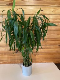 Lucky Bamboo Plant In Ribbed White Planter