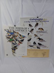 Bird Posters - Two