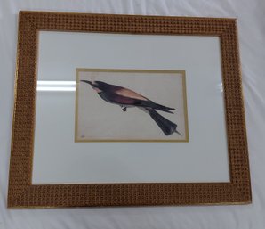 Gruccione By Pisanello Bird Print - Gold Swirl Frame