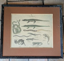 Amphibian Lithograph By Carl Fredrich - Berlin - Wilhelm Reissiger