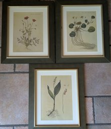 Three Floral Donica Botanical Prints - Papaver, Nymphaea, Convallaria Majalis