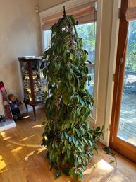 Tall Hoya Carnosa Wax Plant House Plant In Pot With Wrought Iron Trellis 75' TALL