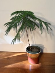 Norfolk Pine Plant Tree In Ceramic Pot Houseplant 21'