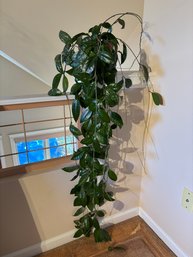 Long Hanging Plant Hoya Carnosa In Terracota Pot
