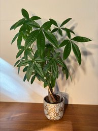 Pachira Braid Money Tree In Pot 24'