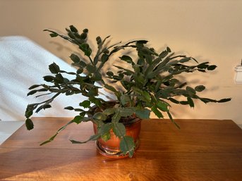 Holiday Cactus Thanksgiving Cactus Plant Houseplant In Ceramic Pot