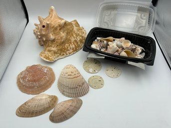 Large Lot Of Sea Shells Sand Dollars, Conch Shell , Etc