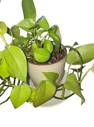 Neon Pothos In Planter