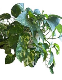 Golden Pothos Plant, In Planter