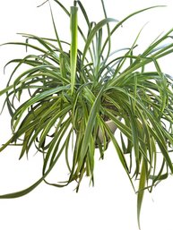 Variegated Spider Plant In Ceramic Planter