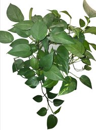 Golden Pothos In White Ceramic Plant Pot With Brown Speckles And A Saucer.