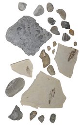 Various Fish Fossils And Sedimentary Rock Samples
