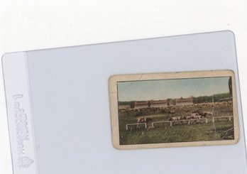 1914 Sweet Caporal World War I War Turns Famous French Race Course Into Pasture For Grazing Cattle Card