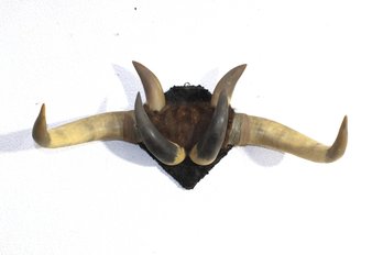 Vintage Mounted Animal Horns On Rustic Plaque