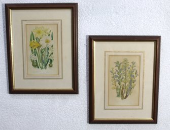 Pair Of Botanical Prints In Vintage Frames - Daffodils & Wildflowers