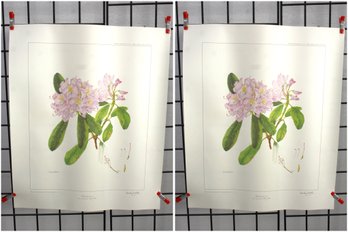 #37-pair Of  Vintage Botanical Print 'Rhododendron I' By Wendy Walsh - Signed Art Print