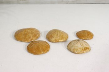 Group Of Fossilized Sand Dollars  Polished Natural Fossils  Display Specimens