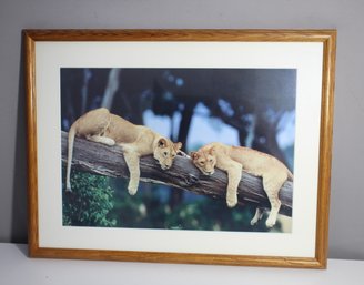 Two Female Lions Laying On Tree African B/G Matted Picture