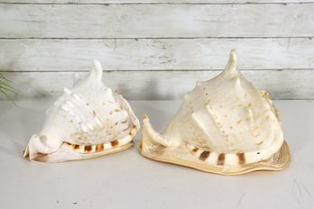 Pair Of Large Natural Conch Sea Shells  Coastal Dcor & Display  8x12 And 9x7