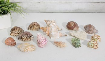 Collection Of Natural Seashells  Mixed Ocean Shell Lot For Display, Craft & Dcor