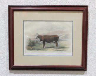 Antique Hereford Cattle Print Vache De Hereford  19th Century Farm Illustration  Framed 19' X 23'