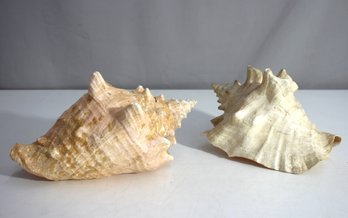 Pair Of Large Decorative Conch Sea Shells