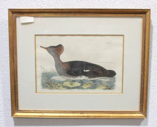 Antique Framed Bird Engraving  Red-Breasted Merganser (Female)  Ornithological Print  22.5' X 28'