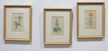 Antique Botanical Engravings  Hand-Colored Floral Studies, Framed, 16' X 12.5' (Set Of 3)