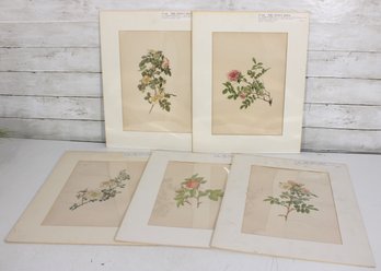 Antique Botanical Prints From The Genus Rosa  Set Of 5 Hand-Colored Rose Engravings  18.5' X 14.5'