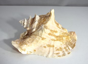 Large Natural Conch Shell  Stunning Coastal Dcor- 8' X 10'