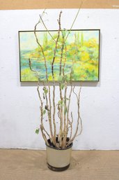 Tall Plant -real ( Need TLC) 78'h