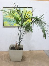 Howea Forsteriana Kentia Palm-76 High, 20 X 20 Pot-real