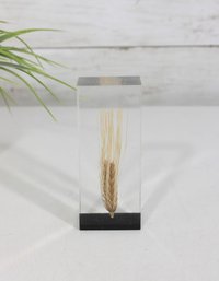 Vintage Epoxy Resin Wheat Paperweight  Lucite Botanical Display 4.5'
