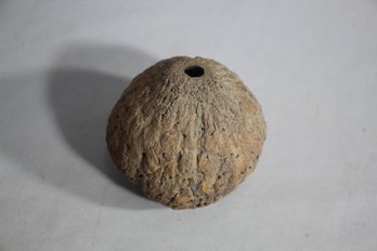 Unique Natural Seed Pod With Singular Opening