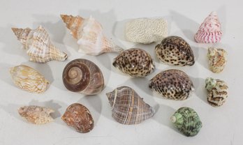 Decorative Seashell Collection  Mixed Natural Shells Group Lot Coastal Display