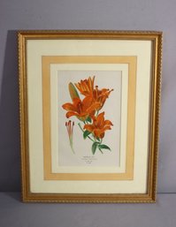 Framed Saffron Lily, Lilium Croceum. Chromolithograph From An Illustration-15'x 12'