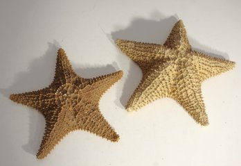Pair Of Natural Dried Starfish - 10' And 11.5' Decorative Coastal Decor
