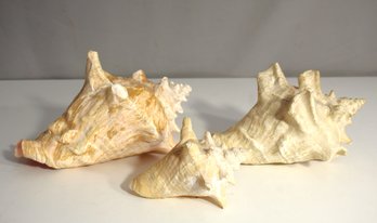 Trio Of Large Natural Conch Sea Shells - Coastal Decor